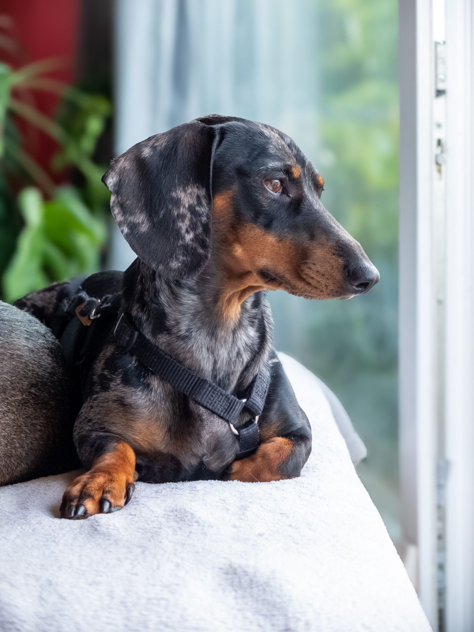 hund i hotellsäng